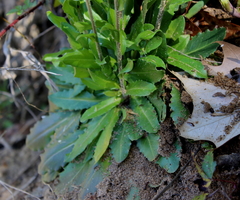 Arabis georgiana