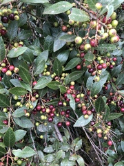 Vaccinium exul
