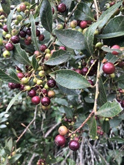 Vaccinium exul