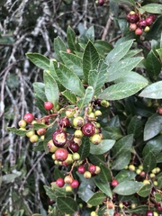 Vaccinium exul