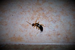 Forficula smyrnensis