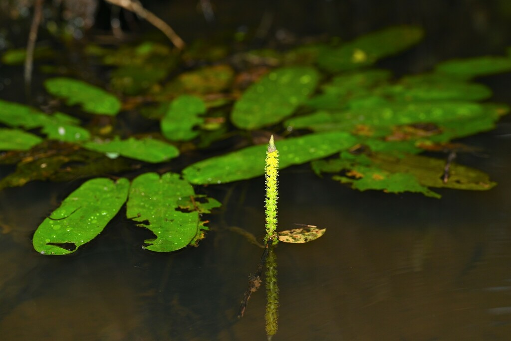Aponogeton lakhonensis