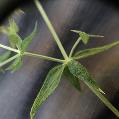 Galium stellatum eremicum