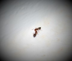 Crematogaster schmidti