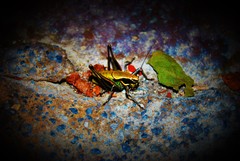 Eupholidoptera smyrnensis