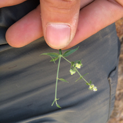 Galium stellatum eremicum