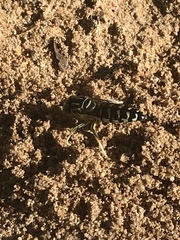 Stictia signata