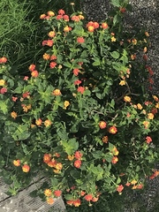 Lantana