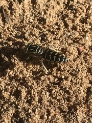 Stictia signata