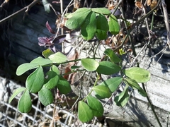 Colutea arborescens