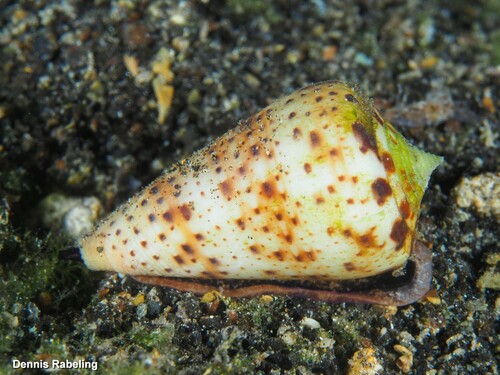 Conus canariensis (Tenorio, Abalde, Pardos-Blas & Zardoya, 2020)