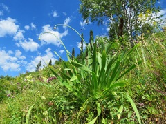Allium nutans
