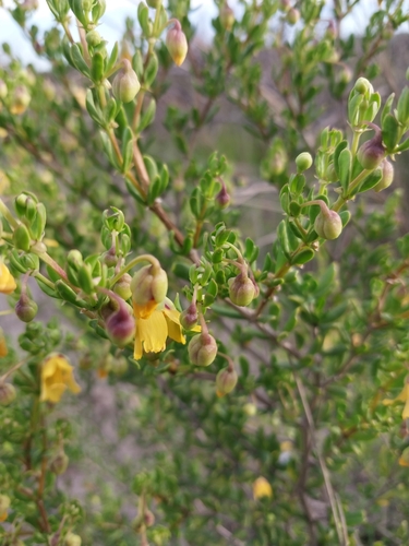 Image of Roepera flexuosa by (c) PRINCE UBISI, some rights reserved (CC BY)
