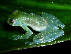 Cochranella mache
