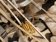 Setina aurita