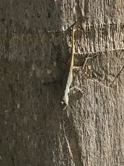 Anolis properus