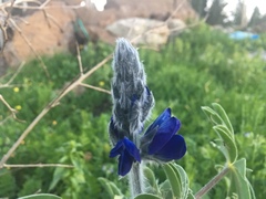 Lupinus pilosus