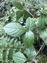 Cyphostemma paucidentatum