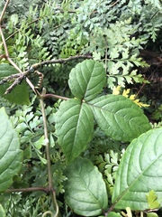 Cyphostemma paucidentatum