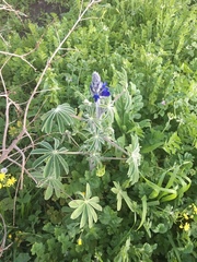 Lupinus pilosus