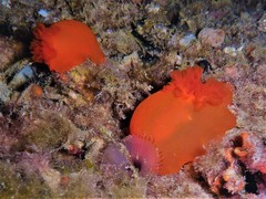 Dendrodoris fumata
