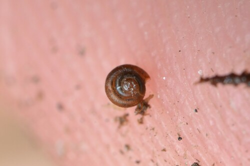 Dwarf Snail, 09320 Le Port, France, photo 9 of 10
