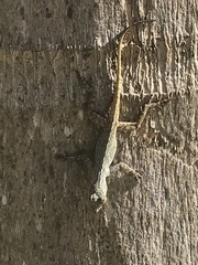 Anolis properus