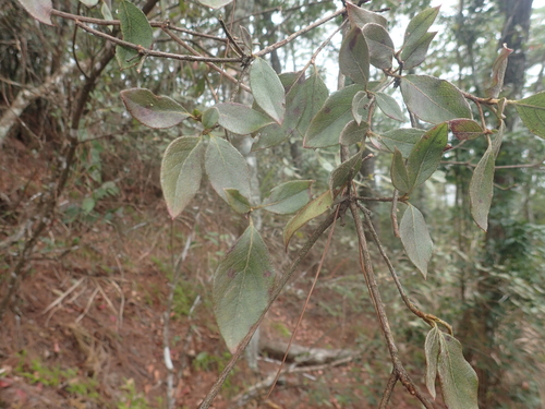 Image of Rhododendron breviperulatum by (c) 呂一起(Lu i-chi), some rights reserved (CC BY)