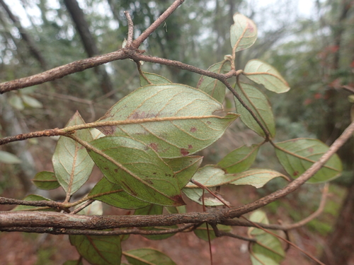 Image of Rhododendron breviperulatum by (c) 呂一起(Lu i-chi), some rights reserved (CC BY)