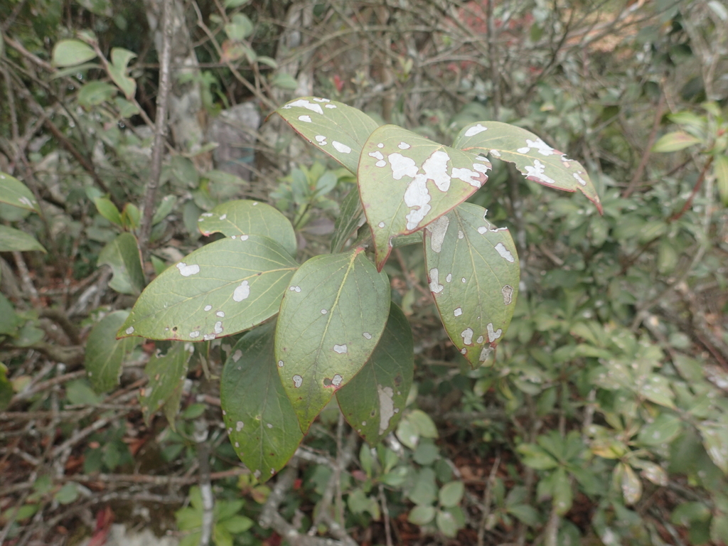 Vaccinium dunalianum