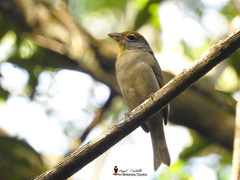 Piranga roseogularis