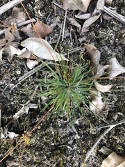 Psammotropha myriantha