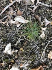 Psammotropha myriantha