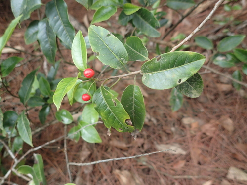 Image of Ilex pedunculosa by (c) 呂一起(Lu i-chi), some rights reserved (CC BY)