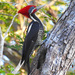 Lineated Woodpecker - Photo (c) angel_castillo_birdingtours, some rights reserved (CC BY-NC), uploaded by angel_castillo_birdingtours