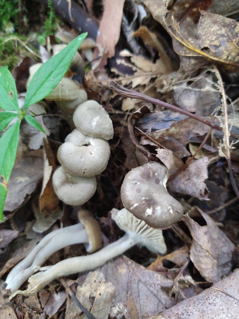Camarophyllopsis sp. 'PA01'