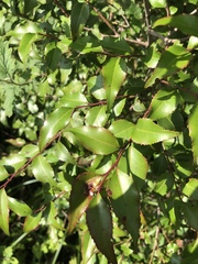 Maytenus acuminata acuminata