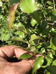 Maytenus acuminata acuminata