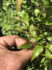 Maytenus acuminata acuminata