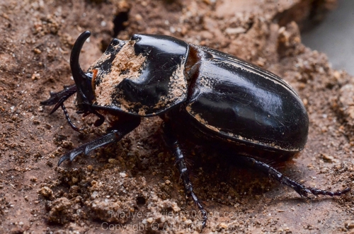 Trichogomphus mongol