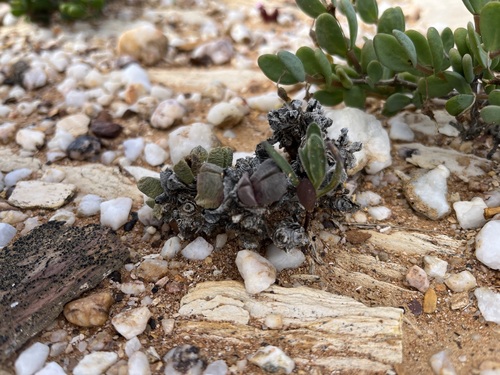 Image of Cephalophyllum spissum by (c) Charleen Brunke, some rights reserved (CC BY)