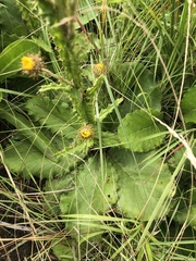 Berkheya radula