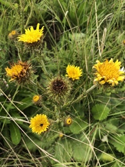 Berkheya radula