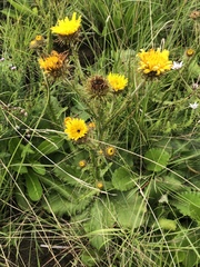 Berkheya radula