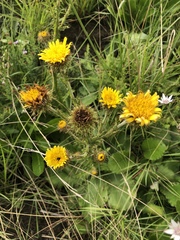 Berkheya radula