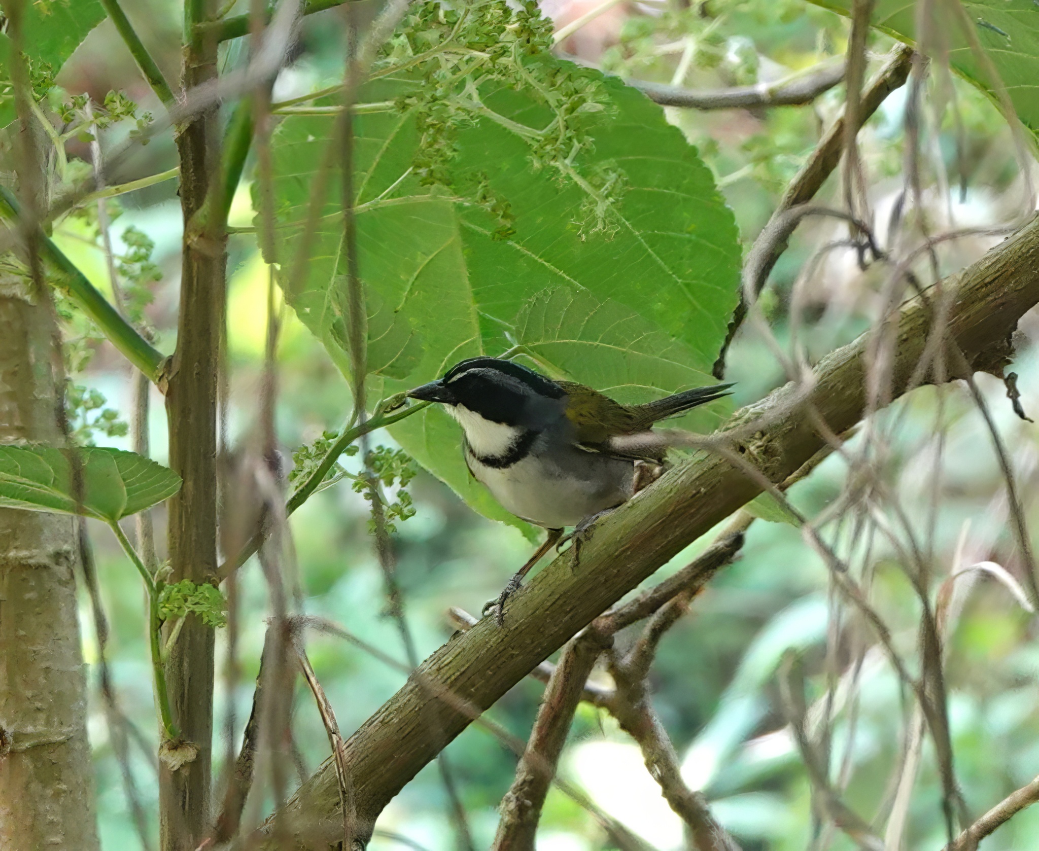 Perija Brushfinch (Arremon perijanus), photo 1