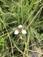 Moraea pubiflora