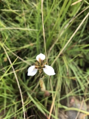 Moraea pubiflora