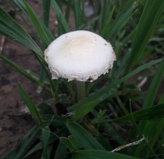 Agrocybe molesta