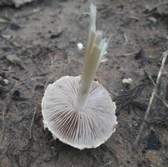 Agrocybe molesta